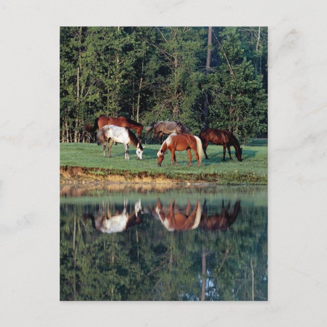 Horse Reflection Postcard (Front)