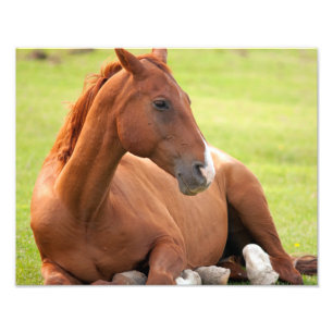 Horse Relaxing In Green Pastures Photo Print
