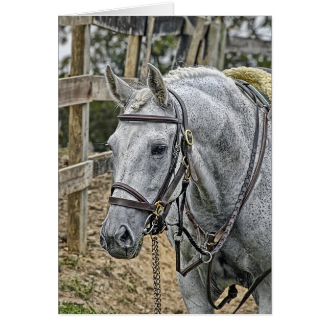 Horse Rescue (Front)