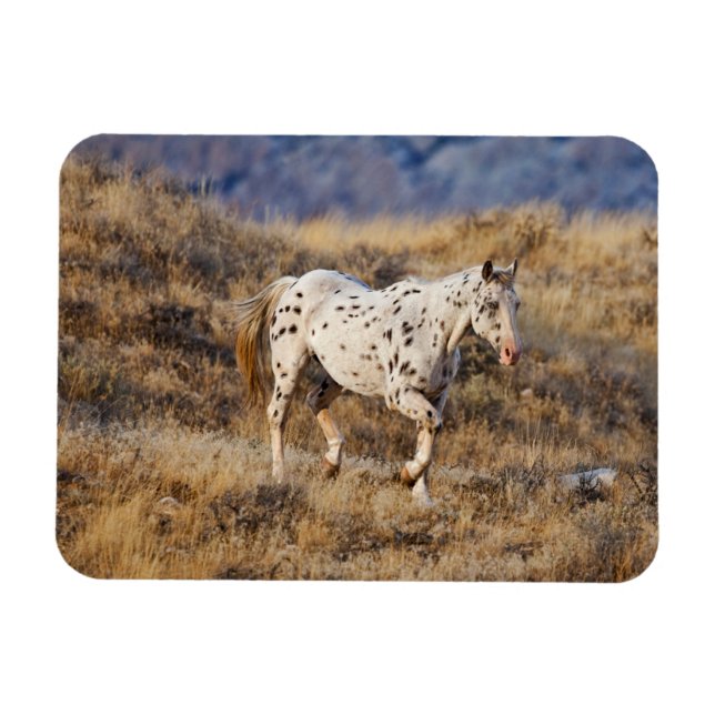 Horse Roaming the Scenic Hills of the Big Horn Magnet (Horizontal)