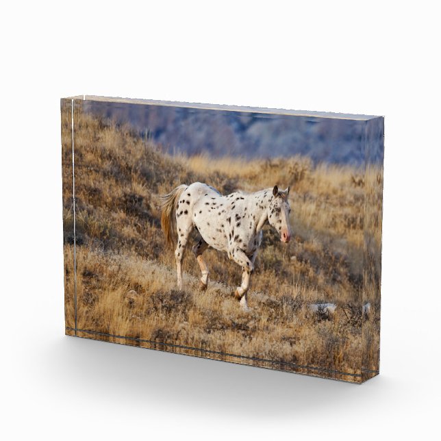 Horse Roaming the Scenic Hills of the Big Horn Photo Block (Right)