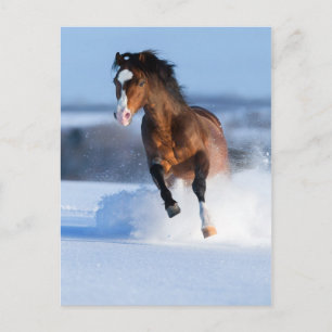 Horse running across the field in winter postcard