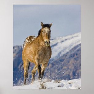 Horse Running in Snow 2 Poster