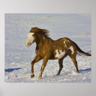 Horse Running in Snow Poster