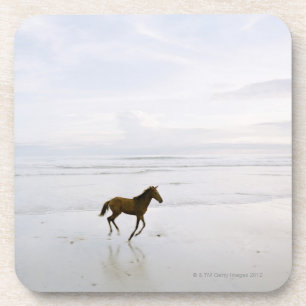 Horse running on the beach coaster