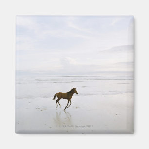 Horse running on the beach magnet