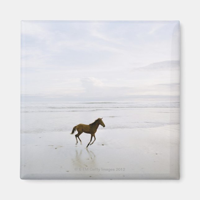 Horse running on the beach magnet (Front)