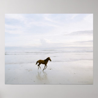 Horse running on the beach poster