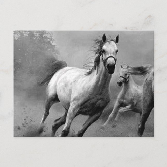 Horse Running Postcard (Front)
