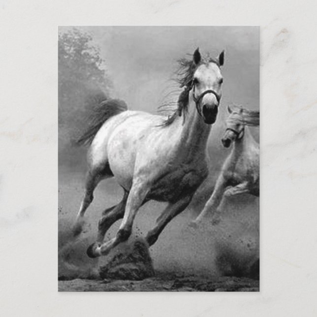 Horse Running Postcard (Front)