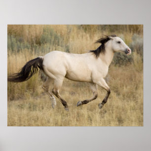 Horse Running Through Prairie Grass Poster