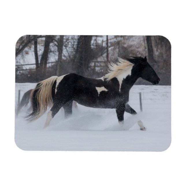Horse Running Through the Snow Magnet (Horizontal)
