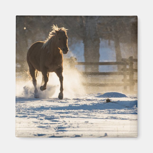 Horse Running Through the Snow Magnet (Front)
