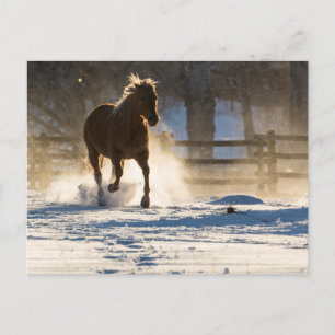 Horse Running Through the Snow Postcard