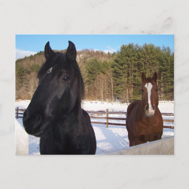 HORSE SCENTS POSTCARD (Front)