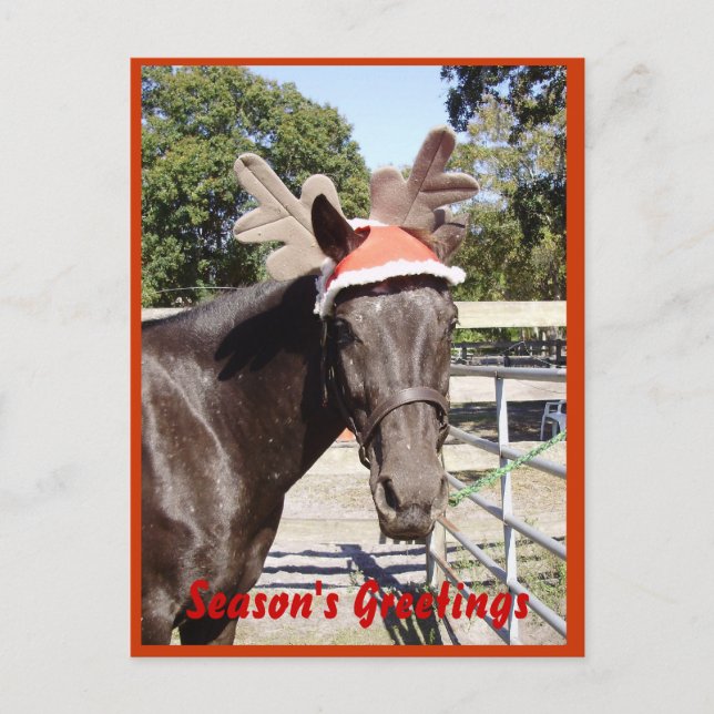 Horse Season's Greetings Holiday Postcard (Front)
