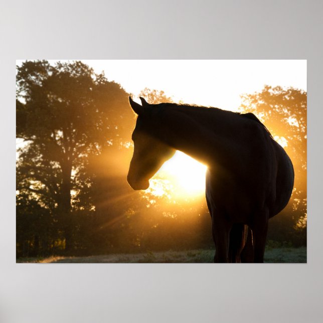 Horse silhouette against sunburst poster (Front)