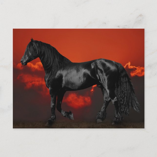 Horse silhouette at sunset postcard (Front)
