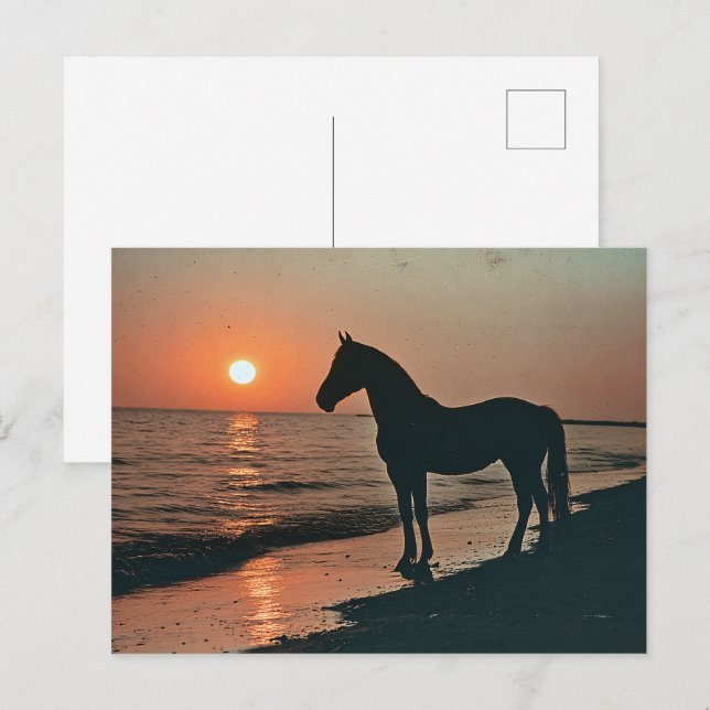 Horse Silhouette Sunset by the Ocean Postcard (Front/Back)