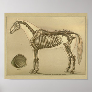 Horse Skeletal Anatomy Print