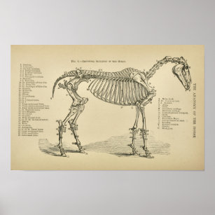 Veterinary Anatomy Posters & Photo Prints | Zazzle