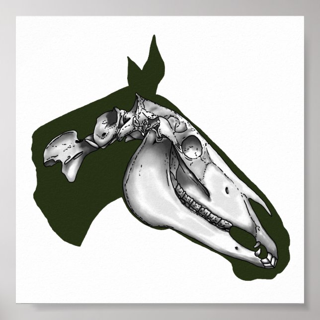 Horse Skeleton Poster (Front)