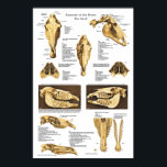 Horse Skull Anatomy Poster Anatomical Chart<br><div class="desc">Horse skull anatomy poster created using 11 vintage illustrations. The poster shows anterior and lateral views of the skull. Sections and cross-sections show the internal anatomical structures and sinuses. Upper and lower jaw with teeth and sections showing internal arrangement of the teeth.</div>