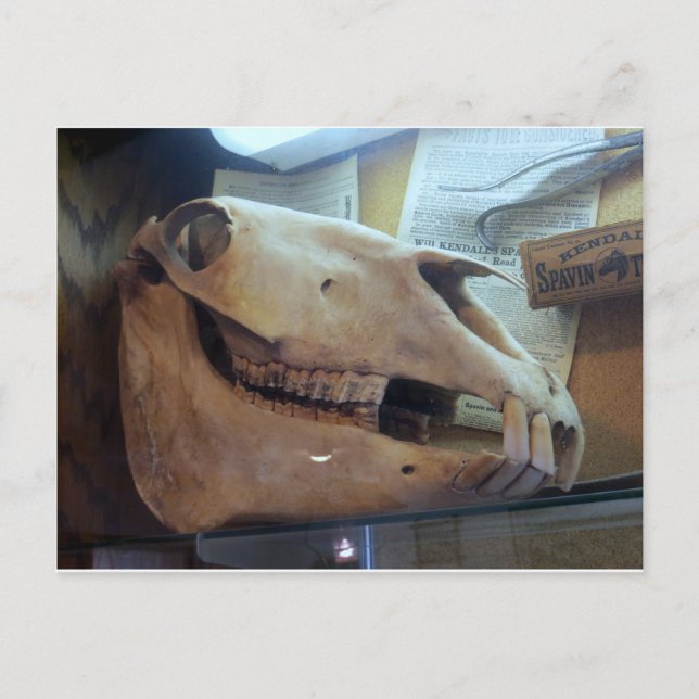 Horse Skull Postcard (Front)