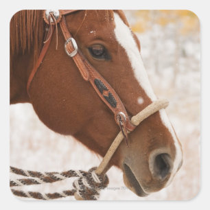 Horse Square Sticker