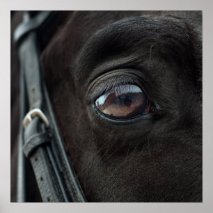 Horse Stallion Eye Photo Nature Wall Poster