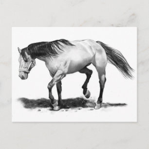 HORSE, STALLION, PENCIL ART REALISM POSTCARD