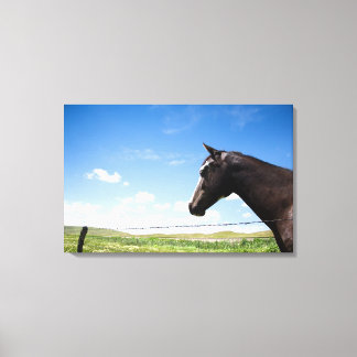 Horse standing at fence in pasture canvas print