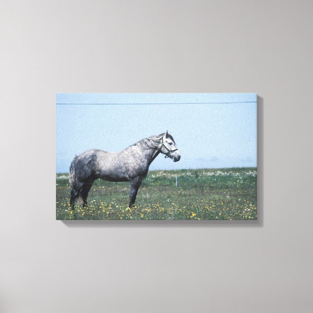 Horse standing in field canvas print (Front)