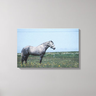 Horse standing in field canvas print