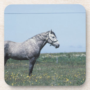 Horse standing in field coaster