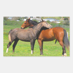 Horse stickers