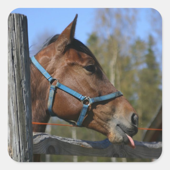 Horse stickers (Front)