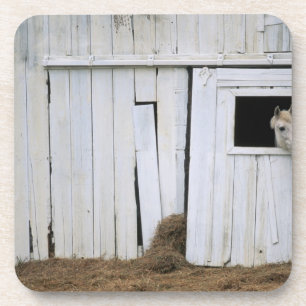 Horse Sticking Head out Barn Window Coaster