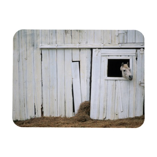 Horse Sticking Head out Barn Window Magnet (Horizontal)
