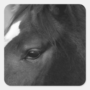 Horse stkcna square sticker