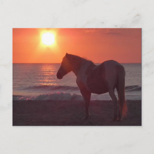 Horse Sunrise Postcard
