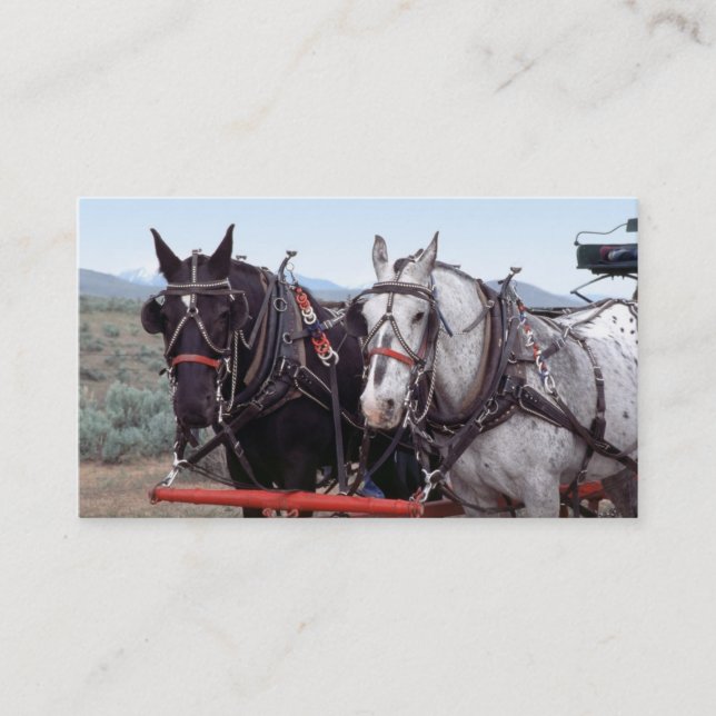 Horse team business card (Front)