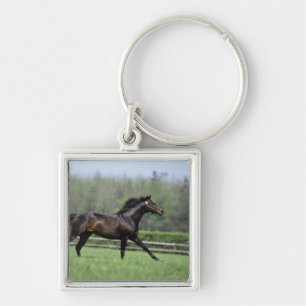 Horse Thoroughbreds, Wassl 1988, Key Ring