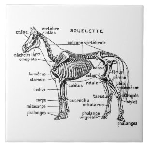 Horse Tile