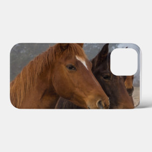 Horse Triplets iPhone 13 Mini Case