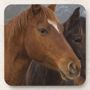 Horse Triplets Coaster