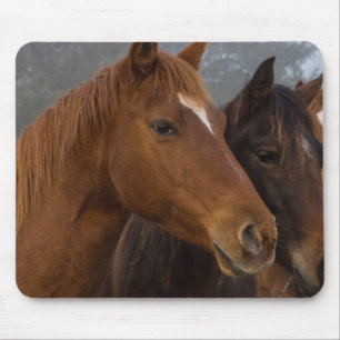 Horse Triplets Mouse Pad
