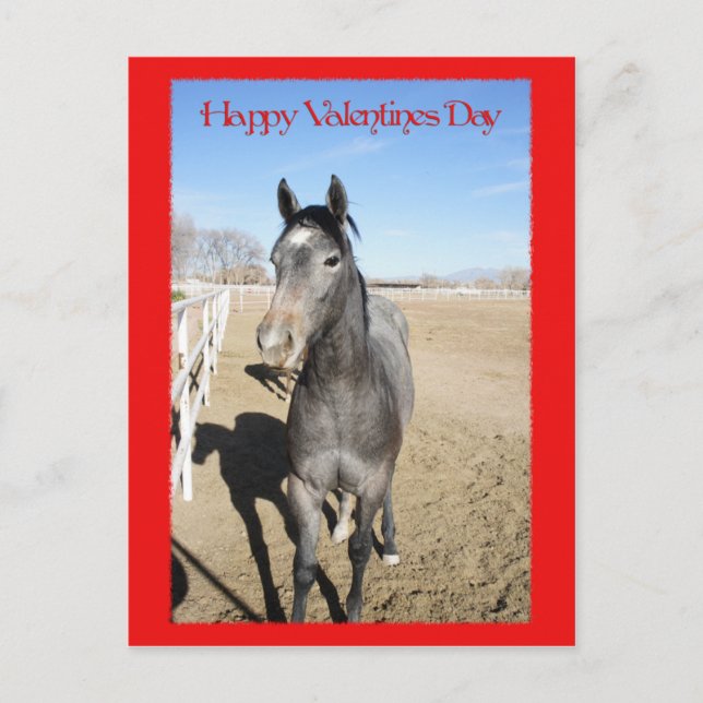 Horse Valentine Holiday Postcard (Front)