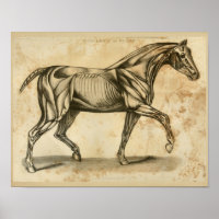 Horse Veterinary Muscle Anatomy Vintage Print