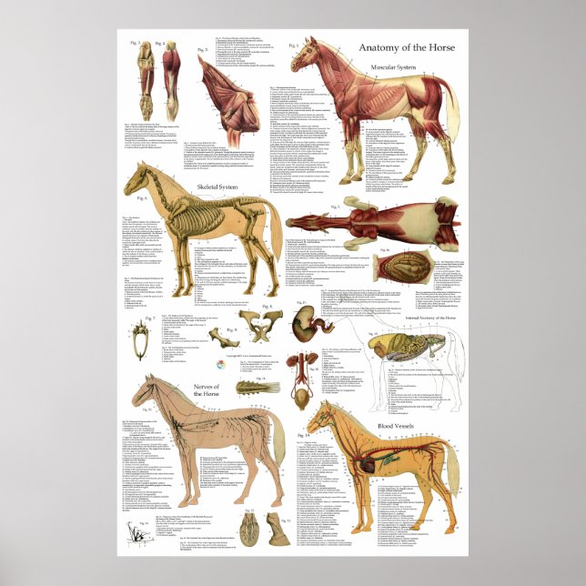 Horse Veterinary Muscle Skeletal Anatomy Poster (Front)